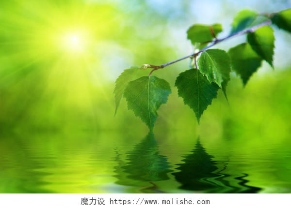 桦木树叶和水